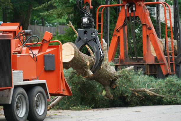 Why Choose Our Tree Removal Services in Dunbar, WV?