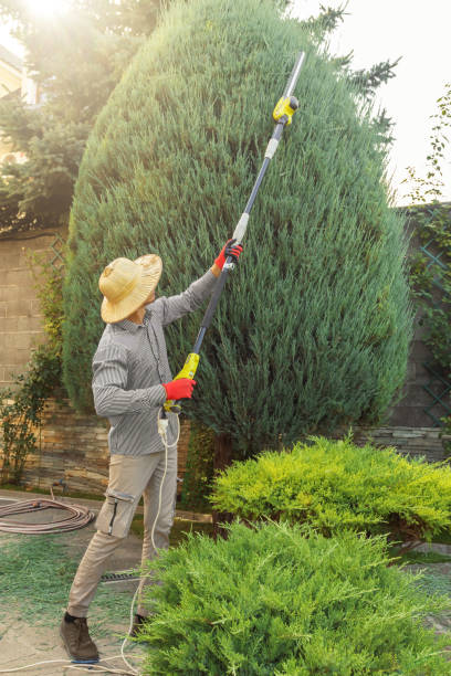 Best Seasonal Cleanup (Spring/Fall)  in Dunbar, WV