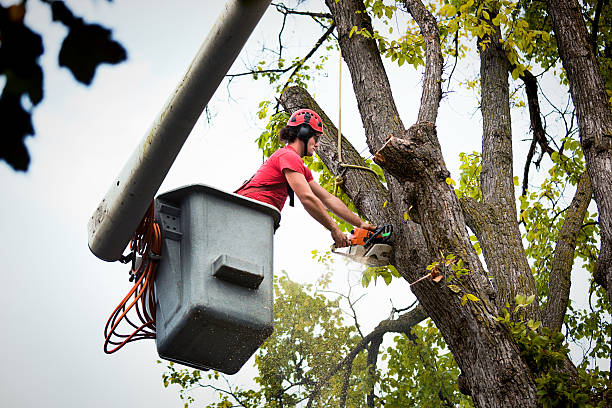 Best Tree Risk Assessment  in Dunbar, WV